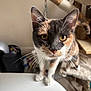 Aïna a rejoint le concours — aidez-le/la à gagner de superbes lots ! cat, calico, whiskers, closeup, curious, pet, indoor, feline, animal, eyes, ears, table, cat_tree, fur, domestic, household, mammal, playful, face, kitten