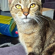Kitkat Chonky is registered to the contest to win money with this photo: cat, tabby, indoor, close_up, yellow_eyes, fur, whiskers, pet, curious, sitting, purple_surface, toy_tunnel, background, blurred, poster, domestic_cat, feline, striped, young_cat, animal