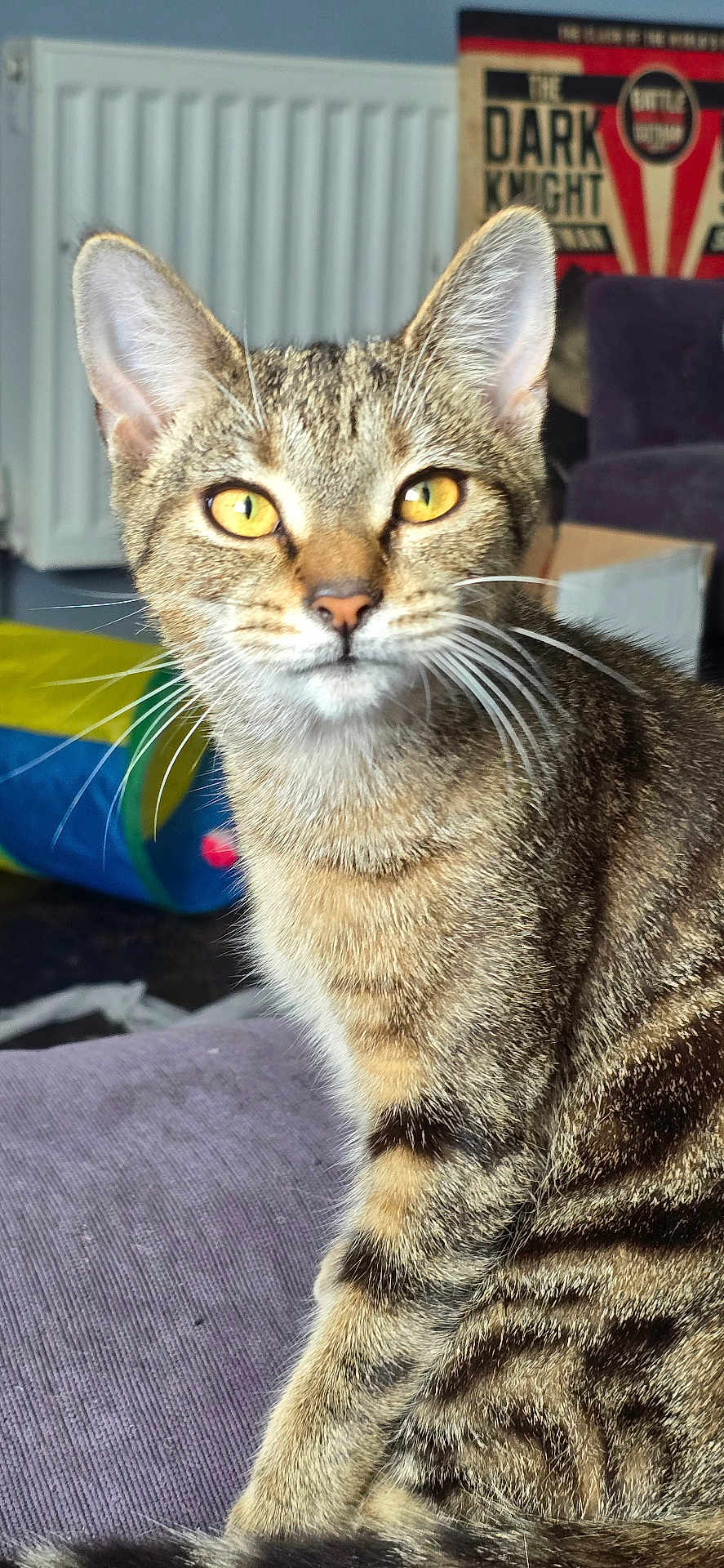 Kitkat Chonky is registered to the contest to win money with this photo: cat, tabby, indoor, close_up, yellow_eyes, fur, whiskers, pet, curious, sitting, purple_surface, toy_tunnel, background, blurred, poster, domestic_cat, feline, striped, young_cat, animal