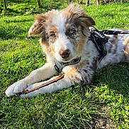 Upsy a rejoint le concours — aidez-le/la à gagner de superbes lots ! animal, canine, daylight, dog, ears, eyes, fur, grass, greenery, harness, leash, muzzle, nature, outdoor, pet, playful, puppy, relaxing, stick, sunlight