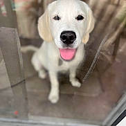 Ozzy joined the competition — help win amazing prizes! puppy, dog, white_dog, tongue_out, glass_door, smudge, sitting, pet, cute, young_dog, indoor, window, happy, animal, looking, blurred_background, furniture, mouth_open, ears, floor