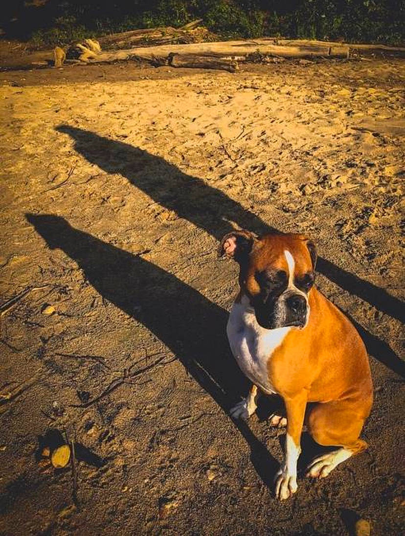 Lola Grace is registered to the contest to win money with this photo: boxer, canidae, carnivore, companion_dog, dog, dog_breed, fawn, mammal, olde_english_bulldogge, shadow, sporting_group, valley_bulldog, vertebrate