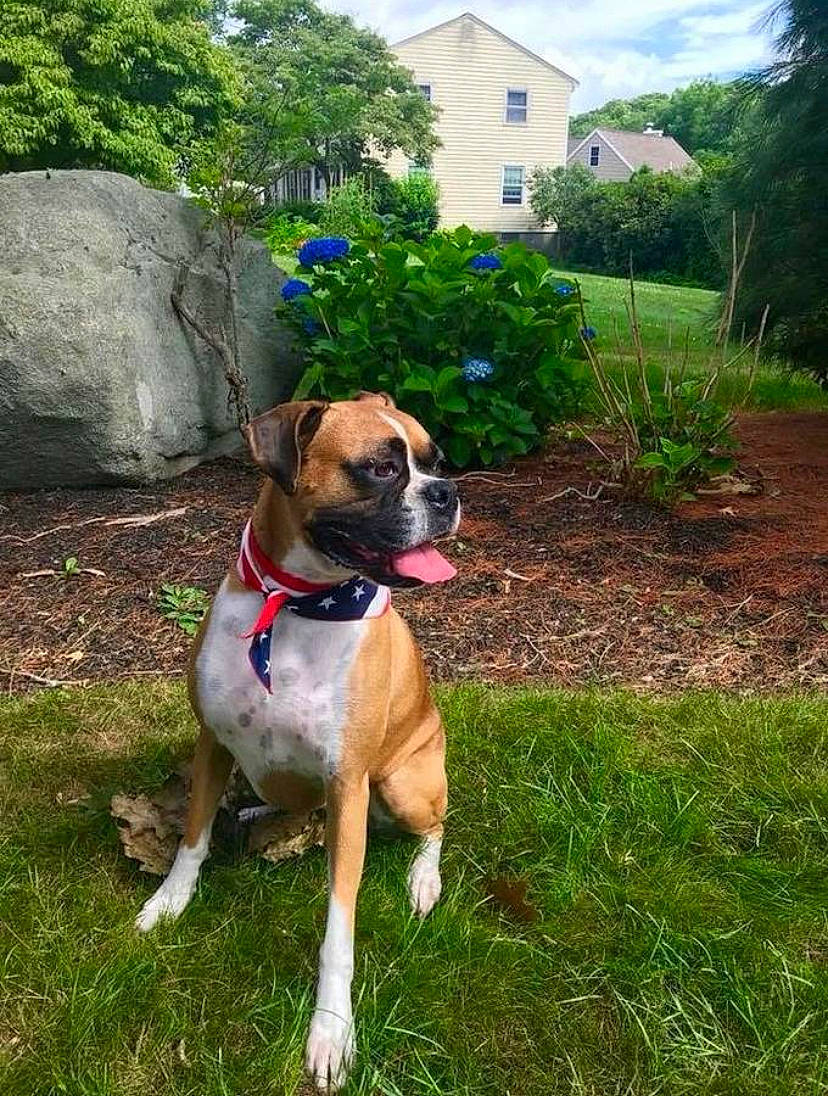 Lola Grace is registered to the contest to win money with this photo: australian_bulldog, boerboel, boxer, canidae, carnivore, companion_dog, dog, dog_breed, dorset_olde_tyme_bulldogge, fawn, grass, mammal, molosser, perro_de_presa_mallorquin, rare_breed_dog, snout, sporting_group, valley_bulldog, vertebrate, working_dog