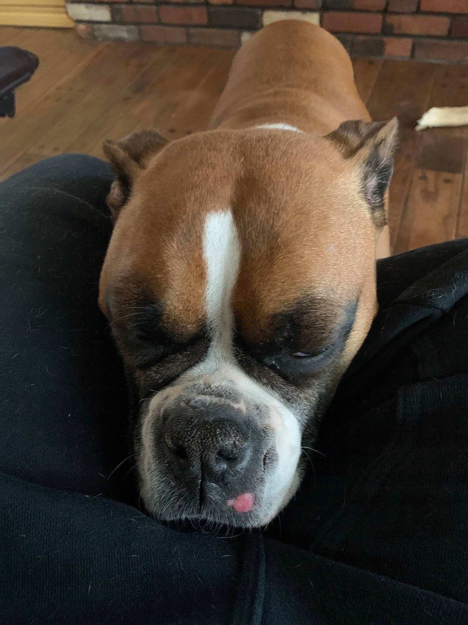 Lola Grace is registered to the contest to win money with this photo: australian_bulldog, boxer, bulldog, canidae, carnivore, companion_dog, dog, dog_breed, ear, fawn, mammal, non_sporting_group, nose, old_english_bulldog, olde_english_bulldogge, skin, snout, valley_bulldog, vertebrate, whiskers