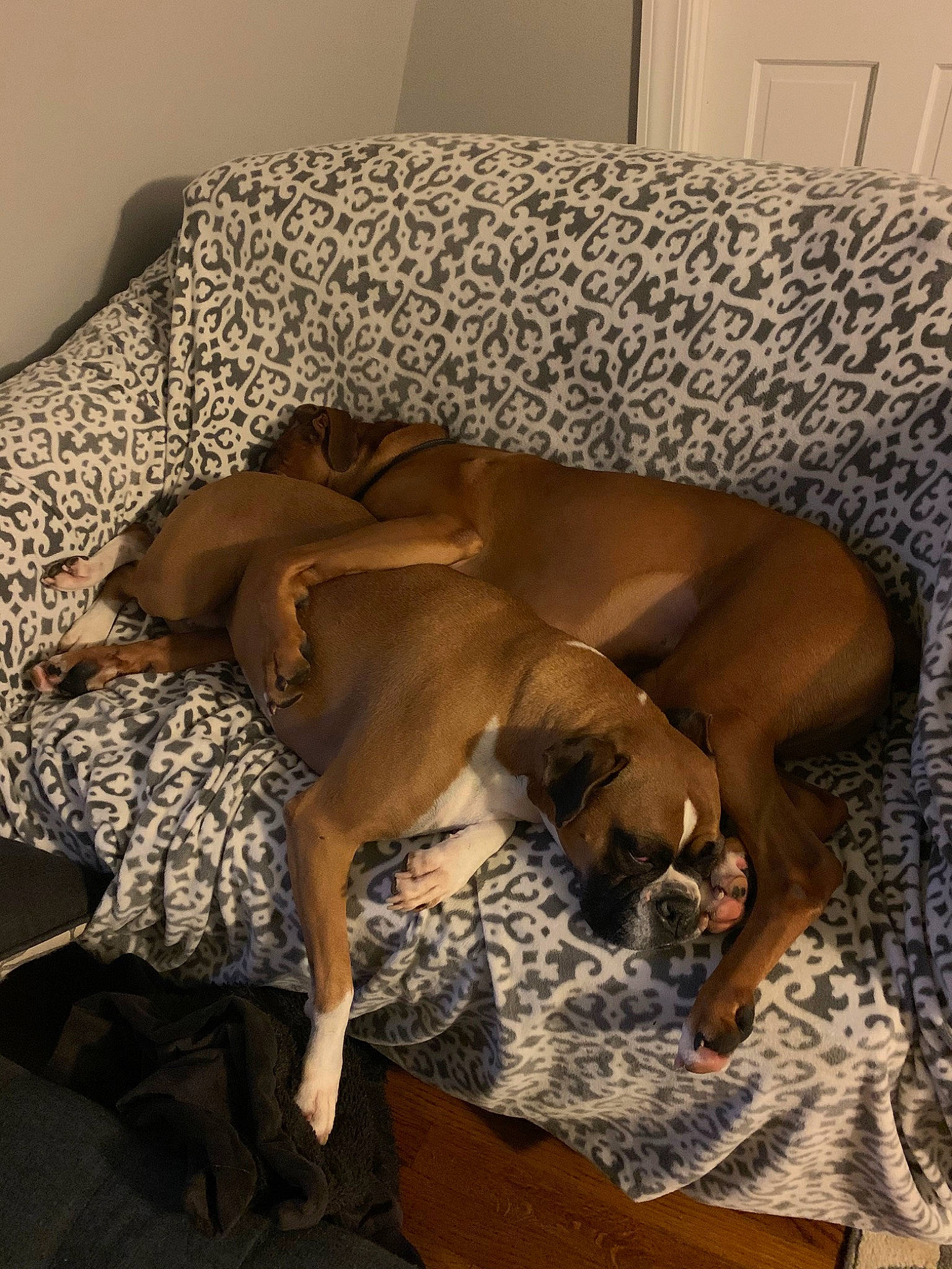 Lola Grace joined the competition — help win amazing prizes! bavarian_mountain_hound, black_mouth_cur, boxer, canidae, carnivore, comfort, dog, dog_breed, fawn, great_dane, guard_dog, nap, redbone_coonhound, rhodesian_ridgeback, sporting_group, vizsla, weimaraner