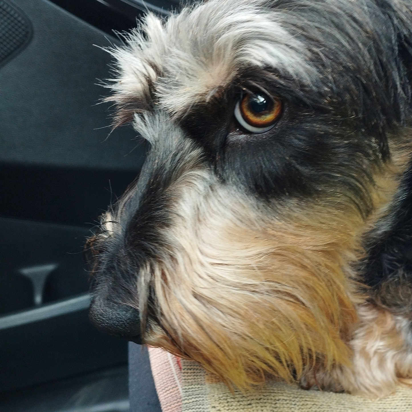 Teckel participe au concours pour gagner de l'argent avec cette photo : animal, brown_eyes, calm, car_interior, close_up, companionship, dog, face, fur, furry, indoor, muzzle, pet, portrait, resting, seat, side_view, snout, texture, whiskers