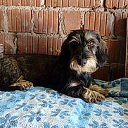Teckel a rejoint le concours — aidez-le/la à gagner de superbes lots ! dog, animal, pet, indoor, blanket, blue, floral_pattern, brick_wall, fur, cute, laying_down, resting, brown, black, small_dog, domestic_animal, portrait, looking_at_camera, cozy, relaxed