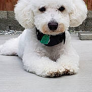 Lucy is registered to the contest to win money with this photo: dog, white_dog, fluffy, curly_fur, pet, animal, portrait, lying_down, outdoor, patio, concrete, backyard, wooden_fence, collar, tag, black_collar, white_fur, front_view, cute, close_up