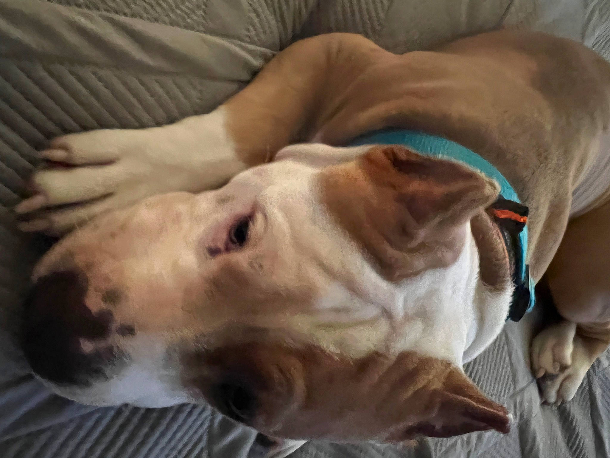 Cash joined the competition — help win amazing prizes! canidae, carnivore, collar, comfort, companion_dog, dog, dog_breed, ear, fawn, fur, guard_dog, jaw, liver, non_sporting_group, snout, sporting_group, terrestrial_animal, whiskers, working_animal, wrinkle