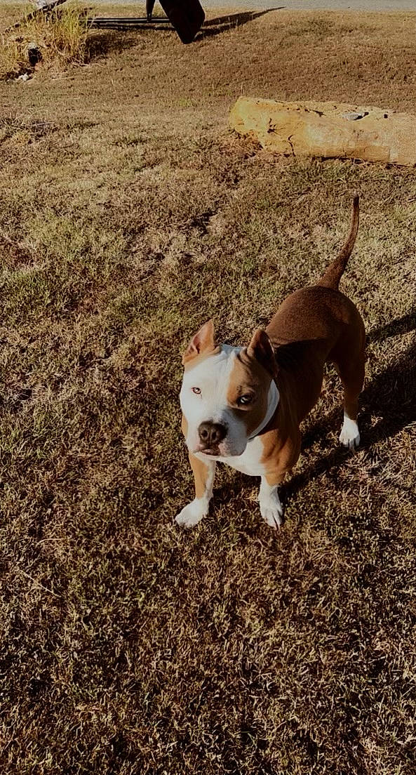 Cash is registered to the contest to win money with this photo: bulldog, canidae, carnivore, collar, companion_dog, dog, dog_breed, dog_collar, fawn, grass, landscape, leash, paw, plant, shadow, snout, soil, tail, terrestrial_animal, working_animal