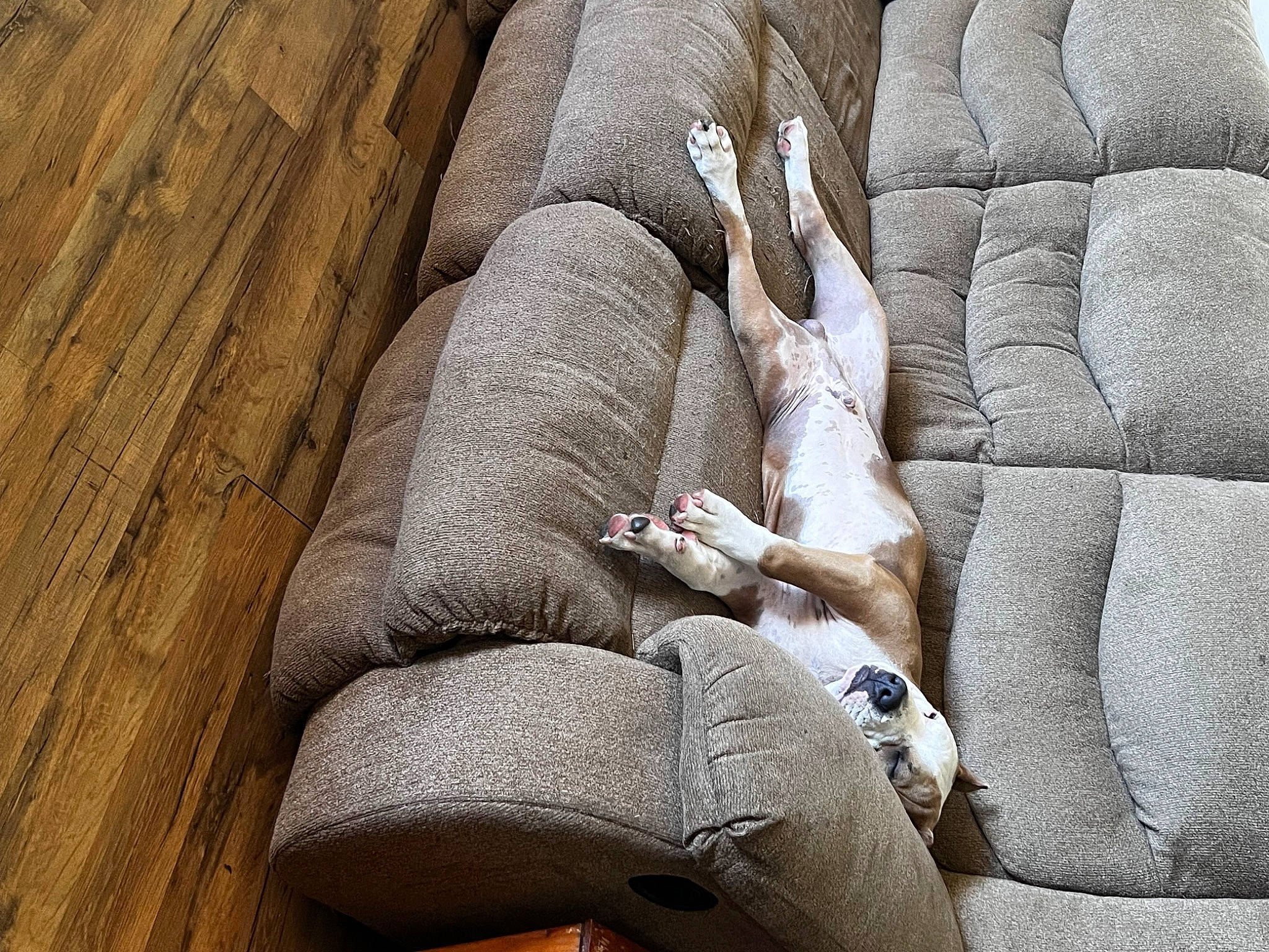 Cash joined the competition — help win amazing prizes! auto_part, comfort, fawn, felidae, foot, fur, hardwood, human_leg, linens, nail, reptile, small_to_medium_sized_cats, tail, terrestrial_animal, thigh, trunk, window, wood, wood_stain, wrinkle