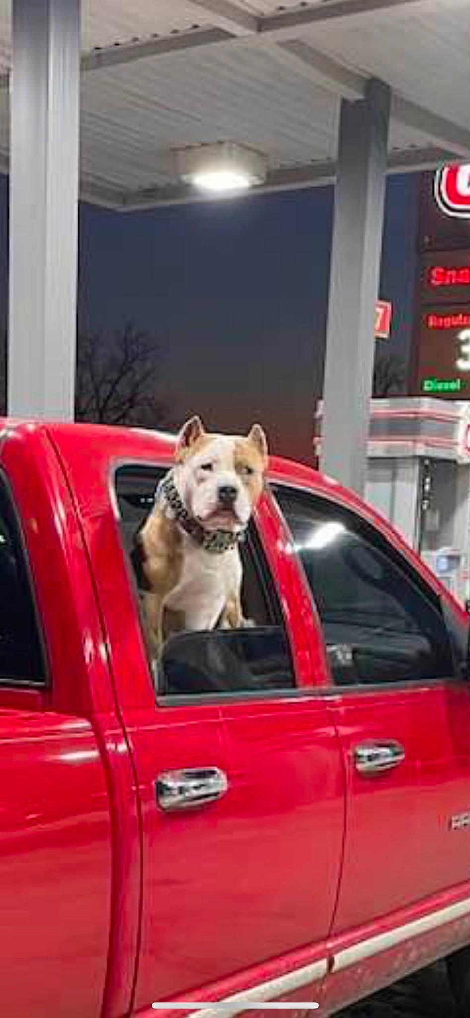 Cash joined the competition — help win amazing prizes! automotive_design, automotive_exterior, automotive_lighting, automotive_mirror, car, carnivore, collar, companion_dog, dog, dog_breed, door, fender, hood, light, mammal, motor_vehicle, vehicle, vehicle_door, vertebrate, window