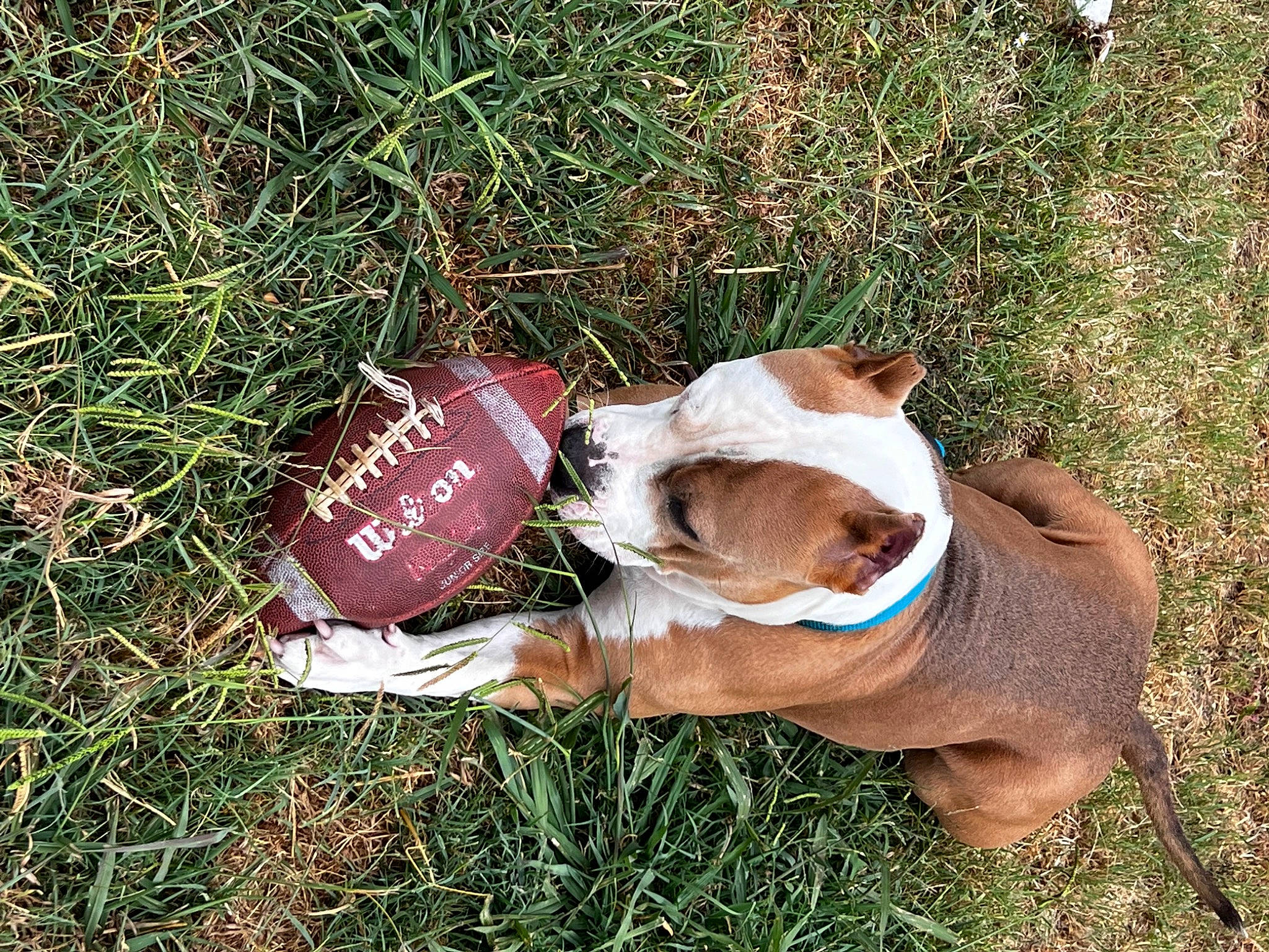 Cash joined the competition — help win amazing prizes! bulldog, canidae, carmine, carnivore, companion_dog, dog, dog_breed, dog_clothes, dog_collar, dog_supply, fawn, grass, groundcover, molosser, non_sporting_group, plant, soil, sporting_group, toy_dog, working_animal