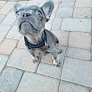 Lil Chapo joined the competition — help win amazing prizes! dog, puppy, french_bulldog, collar, dog_tag, paved_ground, brick_pavers, patio, outdoor, close_up, looking_up, ears_up, paws, snout, gray_coat, blue_eyes, pet, sitting, cute, curious_expression