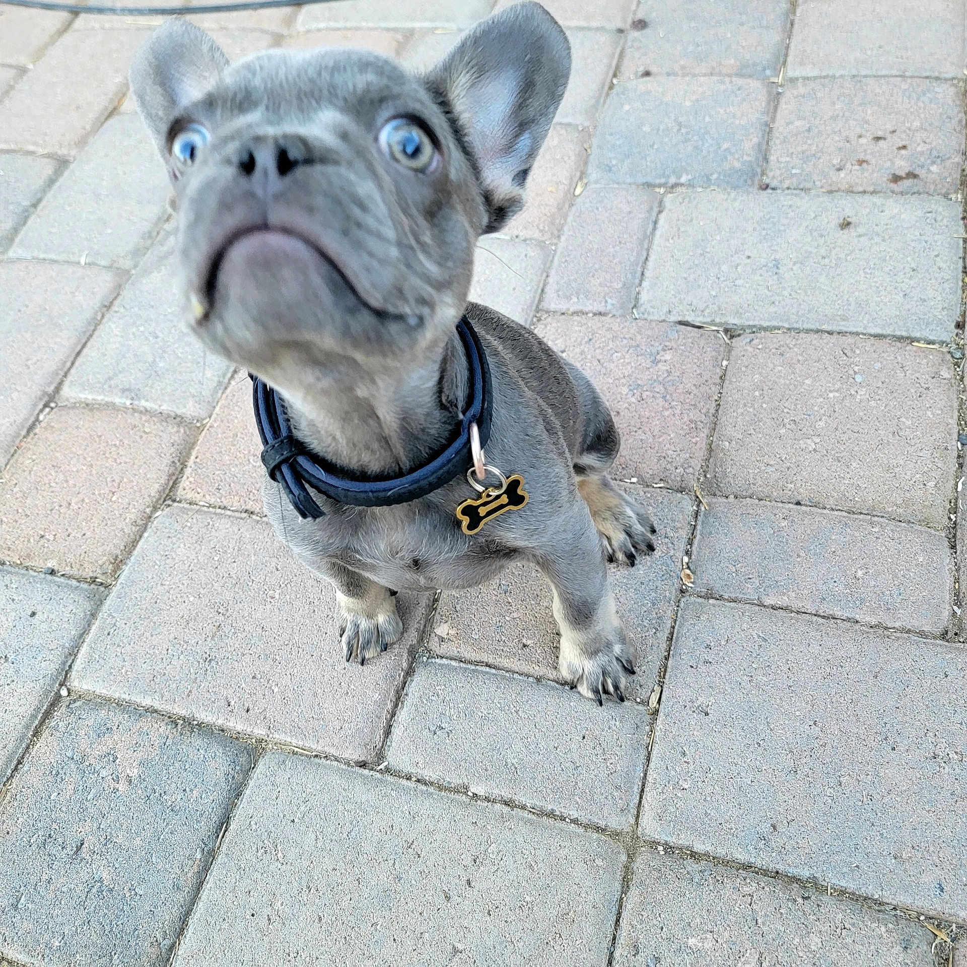Lil Chapo joined the competition — help win amazing prizes! blue_eyes, brick_pavers, close_up, collar, curious_expression, cute, dog, dog_tag, ears_up, french_bulldog, gray_coat, looking_up, outdoor, patio, paved_ground, paws, pet, puppy, sitting, snout