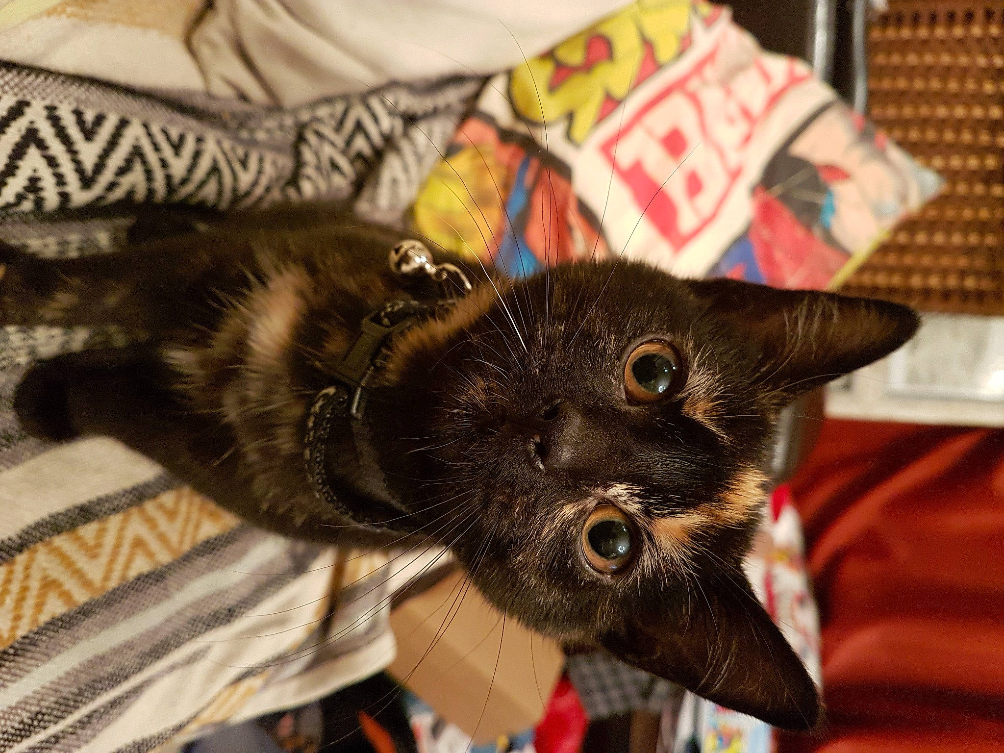 Genie joined the competition — help win amazing prizes! asian, black_cat, bombay, burmese, carnivore, cat, claw, domestic_short_haired_cat, felidae, german_rex, havana_brown, kitten, oriental_longhair, small_to_medium_sized_cats, whiskers