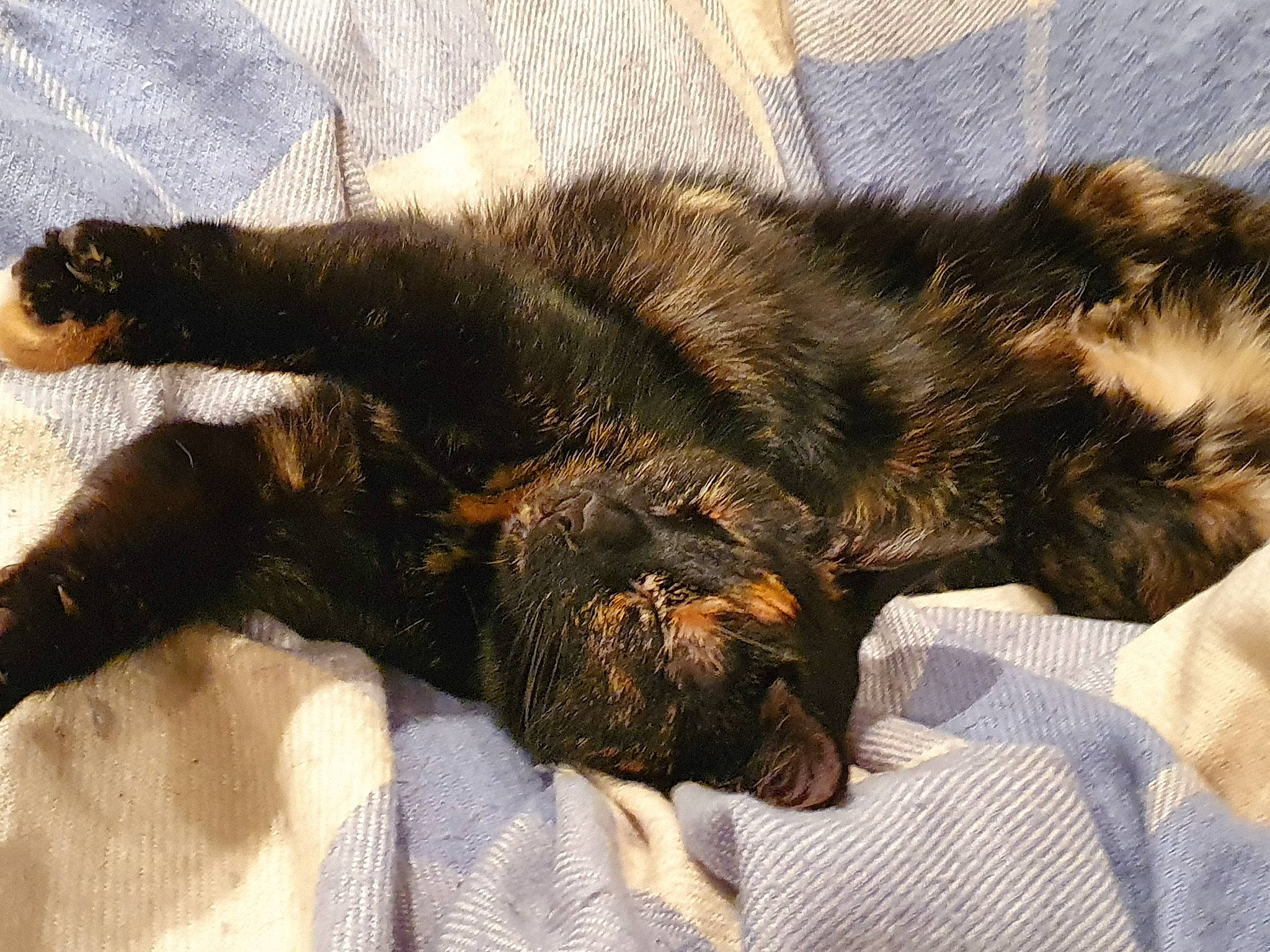 Genie is registered to the contest to win money with this photo: canidae, carnivore, cat, claw, comfort, dog_breed, felidae, fur, nap, paw, sleep, small_to_medium_sized_cats, tail, whiskers