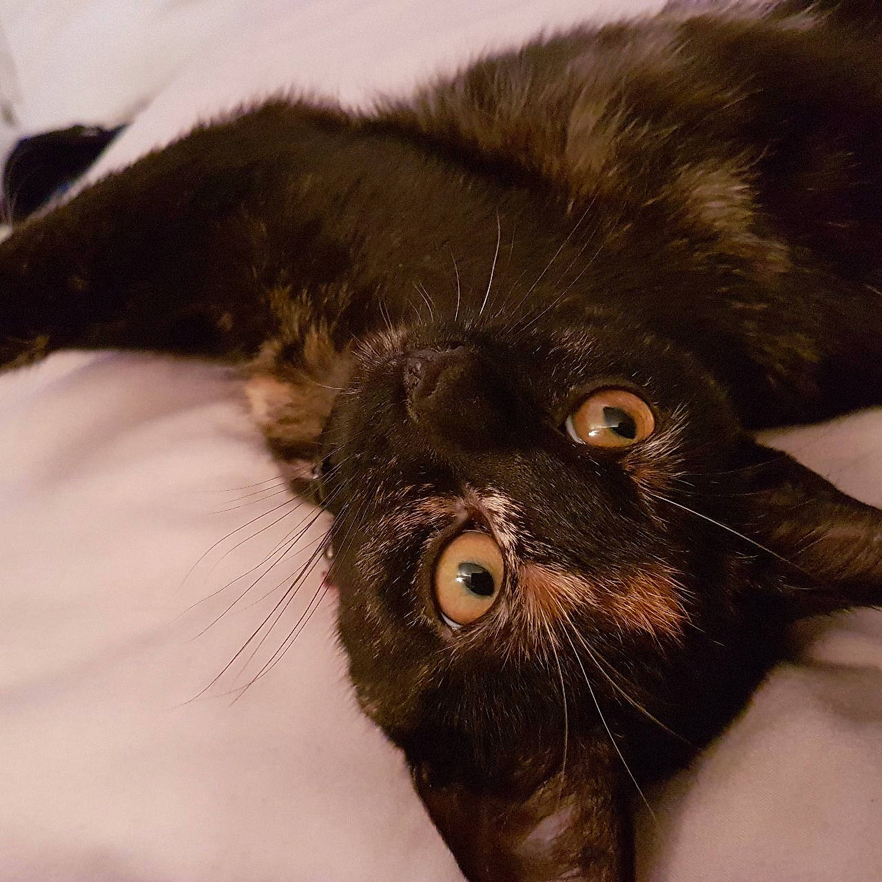 Genie is registered to the contest to win money with this photo: black_cat, burmese, carnivore, cat, eye, felidae, fur, havana_brown, small_to_medium_sized_cats, snout, whiskers