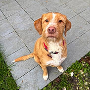 Dino participe au concours pour gagner de l'argent avec cette photo : dog, pet, canine, red_collar, outdoor, grass, tiles, brown_fur, white_fur, sitting, looking_up, nose, ears, eyes, tail, nature, ground, leaves, garden, animal