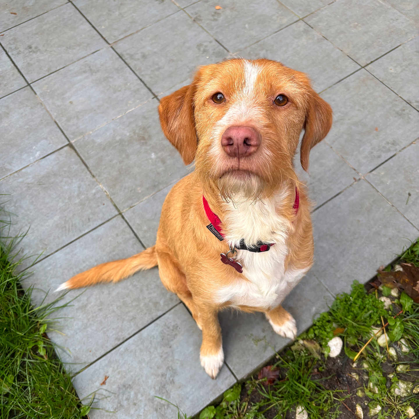 Dino participe au concours pour gagner de l'argent avec cette photo : animal, brown_fur, canine, dog, ears, eyes, garden, grass, ground, leaves, looking_up, nature, nose, outdoor, pet, red_collar, sitting, tail, tiles, white_fur