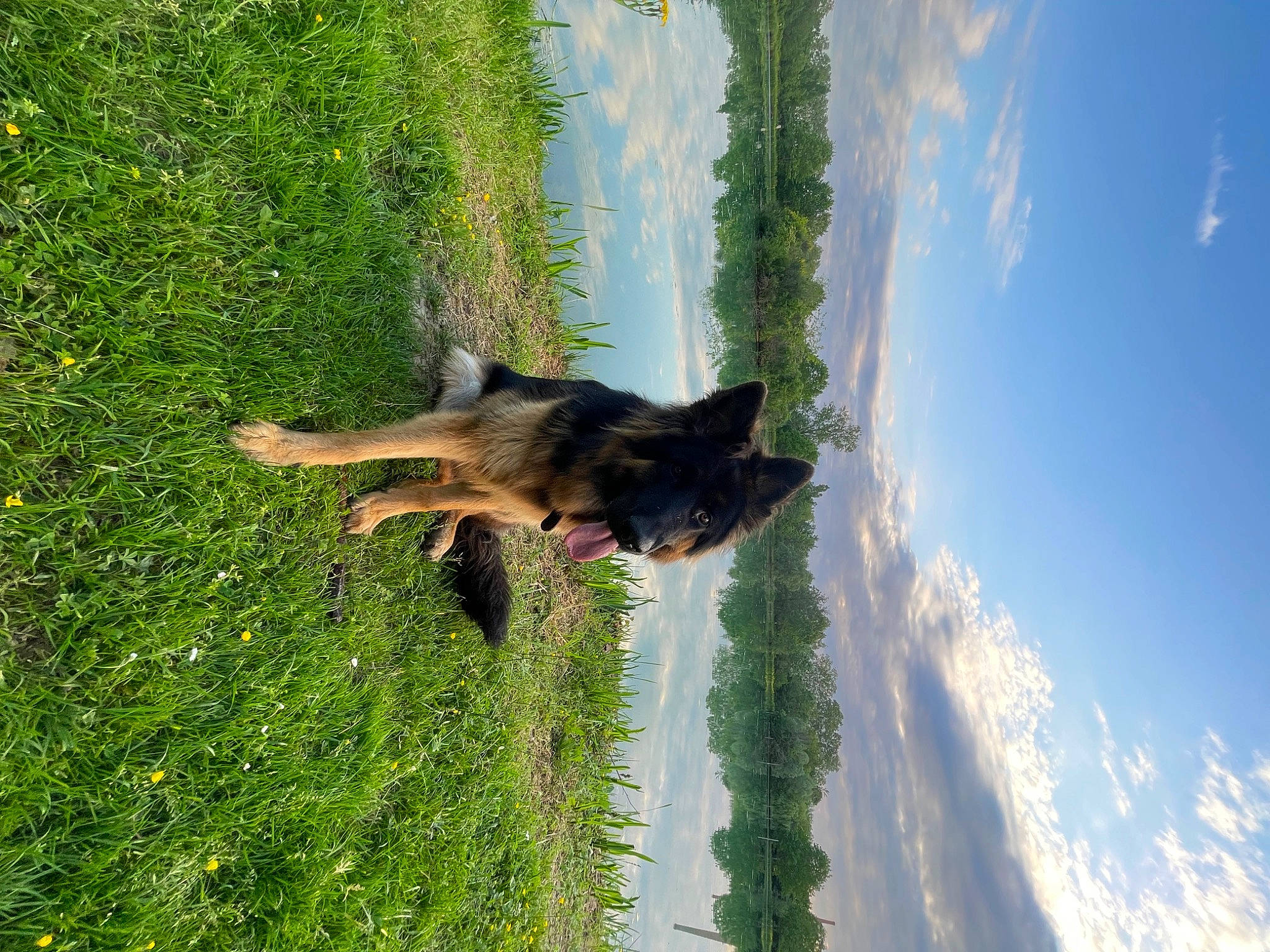 Tonka participe au concours pour gagner de l'argent avec cette photo : canidae, carnivore, cloud, companion_dog, cumulus, dog, dog_breed, fawn, grass, landscape, people_in_nature, plant, shadow, sky, sporting_group, tail, tree, trunk, water, wood