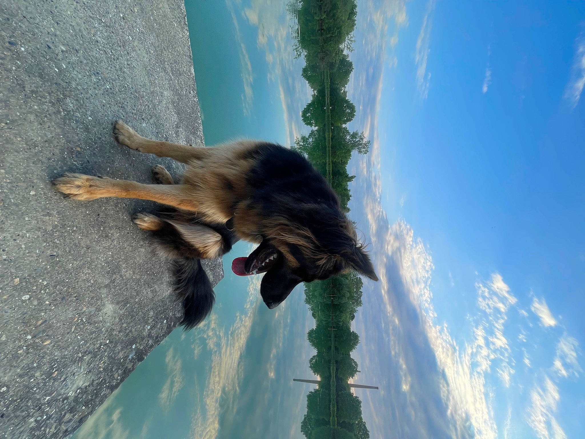 Tonka participe au concours pour gagner de l'argent avec cette photo : canidae, carnivore, cloud, companion_dog, cumulus, dog, dog_breed, felidae, fur, german_shepherd_dog, plant, shadow, sky, snout, sporting_group, tail, tree, trunk, water, wildlife