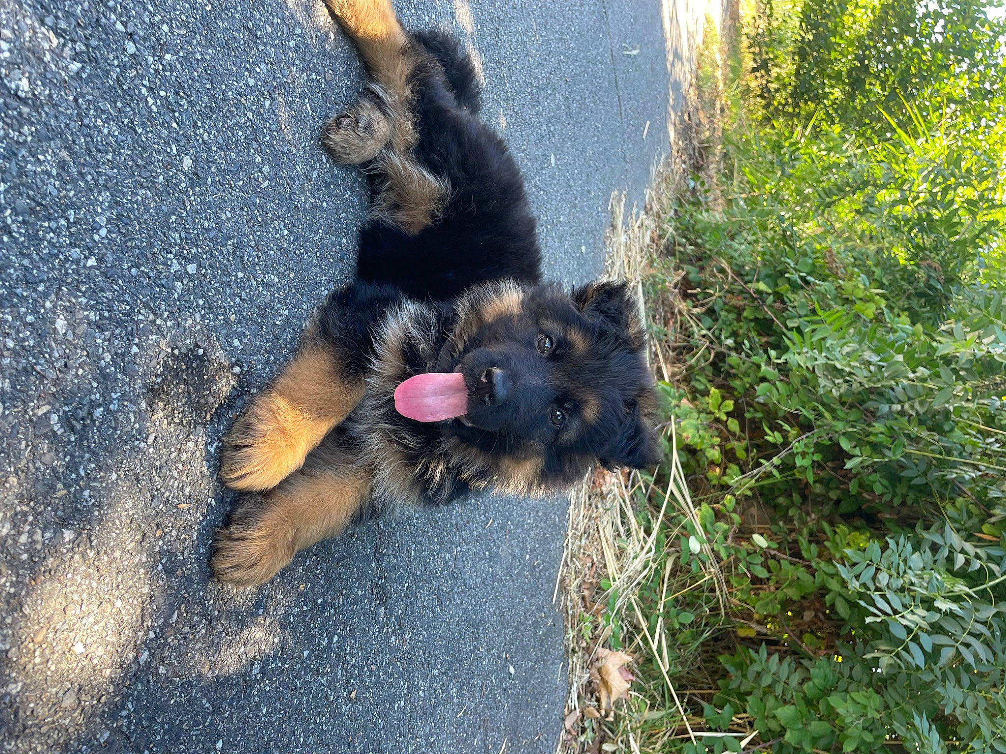 Tonka participe au concours pour gagner de l'argent avec cette photo : asphalt, canidae, carnivore, claw, dog_breed, fawn, fur, grass, groundcover, herbaceous_plant, paw, plant, road_surface, shadow, snout, soil, sporting_group, tail, tar, terrestrial_animal