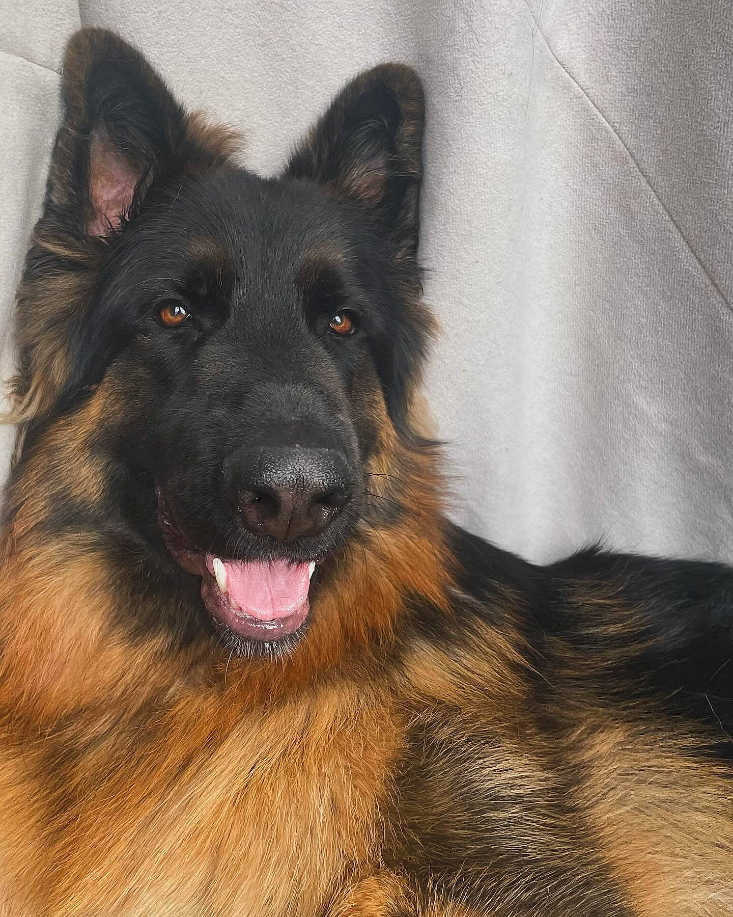 Tonka a rejoint le concours — aidez-le/la à gagner de superbes lots ! bohemian_shepherd, canidae, carnivore, companion_dog, dog, dog_breed, east_european_shepherd, fur, german_shepherd_dog, giant_dog_breed, guard_dog, herding_dog, king_shepherd, old_german_shepherd_dog, snout, sporting_group, terrestrial_animal, tervuren, working_animal, working_dog