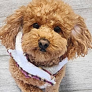 River is registered to the contest to win money with this photo: dog, puppy, curly_fur, brown_fur, scarf, cute, pet, animal, floor, indoor, looking_up, adorable, small_dog, fluffy, companion, portrait, friendly, domestic_animal, canine, fur