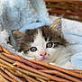 kitten, cat, basket, blanket, cozy, furry, pet, cute, animal, sleepy, indoor, soft, young, whiskers, ears, face, fur, comfort, resting, closeup