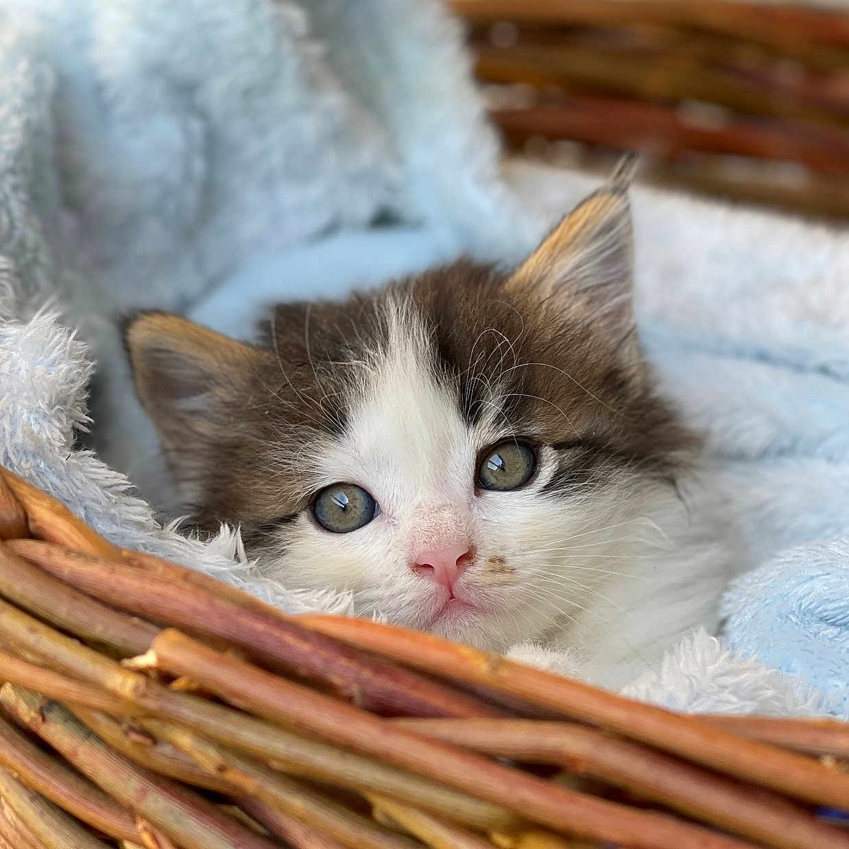 Bolur is registered to the contest to win money with this photo: animal, basket, blanket, cat, closeup, comfort, cozy, cute, ears, face, fur, furry, indoor, kitten, pet, resting, sleepy, soft, whiskers, young