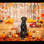 Kyra joined the competition — help win amazing prizes! dog, black_dog, pumpkin, hay_bale, autumn_leaves, fall_decor, string_lights, wooden_background, toy_truck, thanksgiving, seasonal, orange, yellow, rustic, festive, indoor, decorations, sitting, portrait, holiday