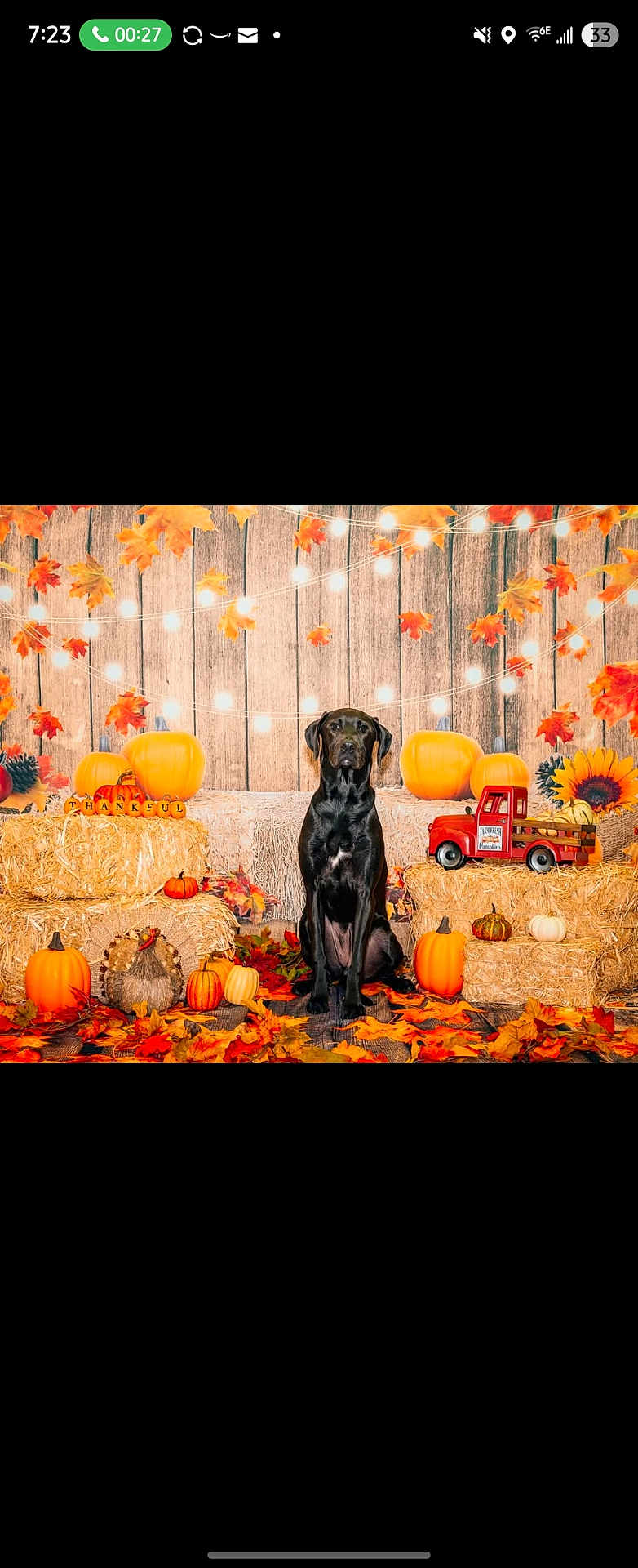 Kyra joined the competition — help win amazing prizes! dog, black_dog, pumpkin, hay_bale, autumn_leaves, fall_decor, string_lights, wooden_background, toy_truck, thanksgiving, seasonal, orange, yellow, rustic, festive, indoor, decorations, sitting, portrait, holiday