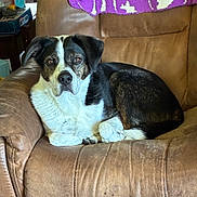 Bug is registered to the contest to win money with this photo: dog, brown_leather_chair, indoor, blanket, purple_blanket, pet, animal, fur, resting, looking, curled_up, comfortable, seat, home, cozy, canine, mammal, white_fur, black_fur, brown_fur