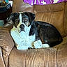 dog, brown_leather_chair, indoor, blanket, purple_blanket, pet, animal, fur, resting, looking, curled_up, comfortable, seat, home, cozy, canine, mammal, white_fur, black_fur, brown_fur