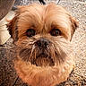 dog, close_up, pet, brown_fur, scruffy, cute, animal, face, whiskers, outdoor, texture, looking, portrait, furry, small_dog, nose, ears, expression, canine, eyes
