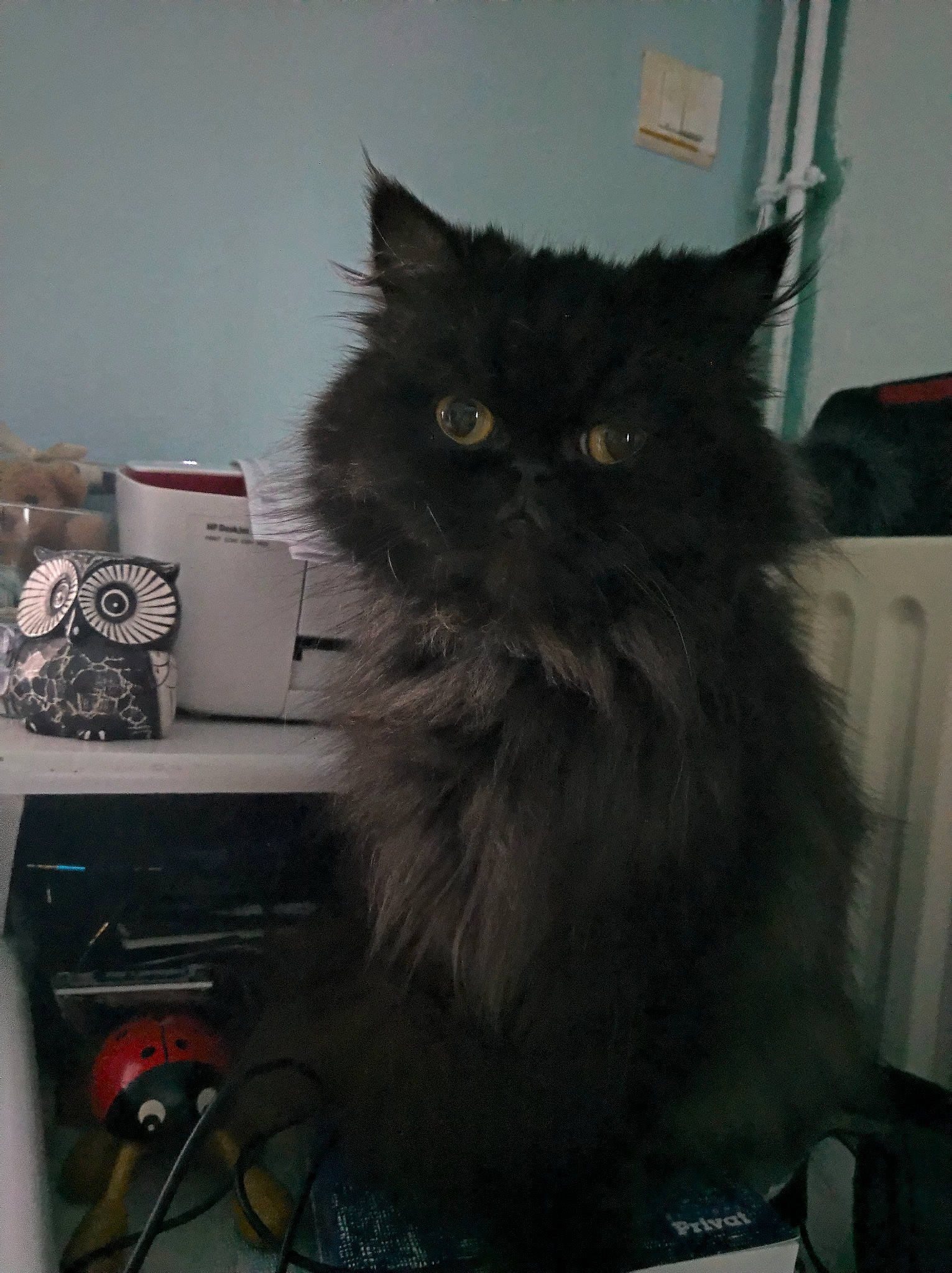 Chatounette participe au concours pour gagner de l'argent avec cette photo : asian_semi_longhair, black_cat, british_longhair, british_semi_longhair, carnivore, cat, domestic_long_haired_cat, eye, felidae, kitten, maine_coon, napoleon_cat, norwegian_forest_cat, persian, ragamuffin, small_to_medium_sized_cats, whiskers