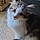 Castiel