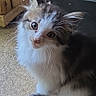 Castiel joined the competition — help win amazing prizes! cat, kitten, fluffy, long_hair, black_and_white, pet, animal, whiskers, ears, eyes, nose, portrait, close_up, sitting, carpet, indoors, home, doorway, wood, cute