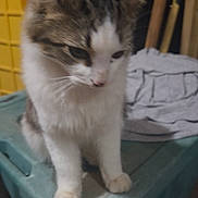 Castiel is registered to the contest to win money with this photo: cat, kitten, gray_and_white, fluffy, furry, sitting, portrait, animal, pet, whiskers, ears, paws, front_view, indoors, plastic_bin, laundry, clothes, yellow_container, wooden_boards, home