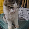 cat, kitten, gray_and_white, fluffy, furry, sitting, portrait, animal, pet, whiskers, ears, paws, front_view, indoors, plastic_bin, laundry, clothes, yellow_container, wooden_boards, home