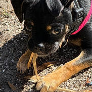 Stella is registered to the contest to win money with this photo: animal, black_coat, chewing, closeup, curious, cute, dog, gravel, ground, harness, nature, outdoor, paw, pet, playful, puppy, stick, sunlight, tan_coat, young