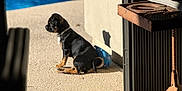 Stella is registered to the contest to win money with this photo: animal, black_dog, concrete, daylight, dog, door_frame, metal_fan, outdoor, patio, pet, pool, puppy, relaxing, shadow, side_view, sitting, small_dog, summer, sunlight, tan_dog