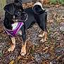 Stella is registered to the contest to win money with this photo: alert, animal, black_and_tan, canine, closeup, curled_tail, dog, ears, four_legs, fur, ground, harness, leaves, nature, outdoor, pet, puppy, purple, small_dog, snout