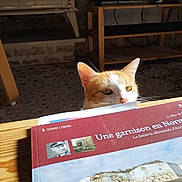 Pookie a rejoint le concours — aidez-le/la à gagner de superbes lots ! animal, book, carpet, cat, cozy_room, curious, ears, face, historic, home_interior, indoor, orange_cat, pet, reading_material, sunlight, table, television, whiskers, white_cat, wooden_furniture