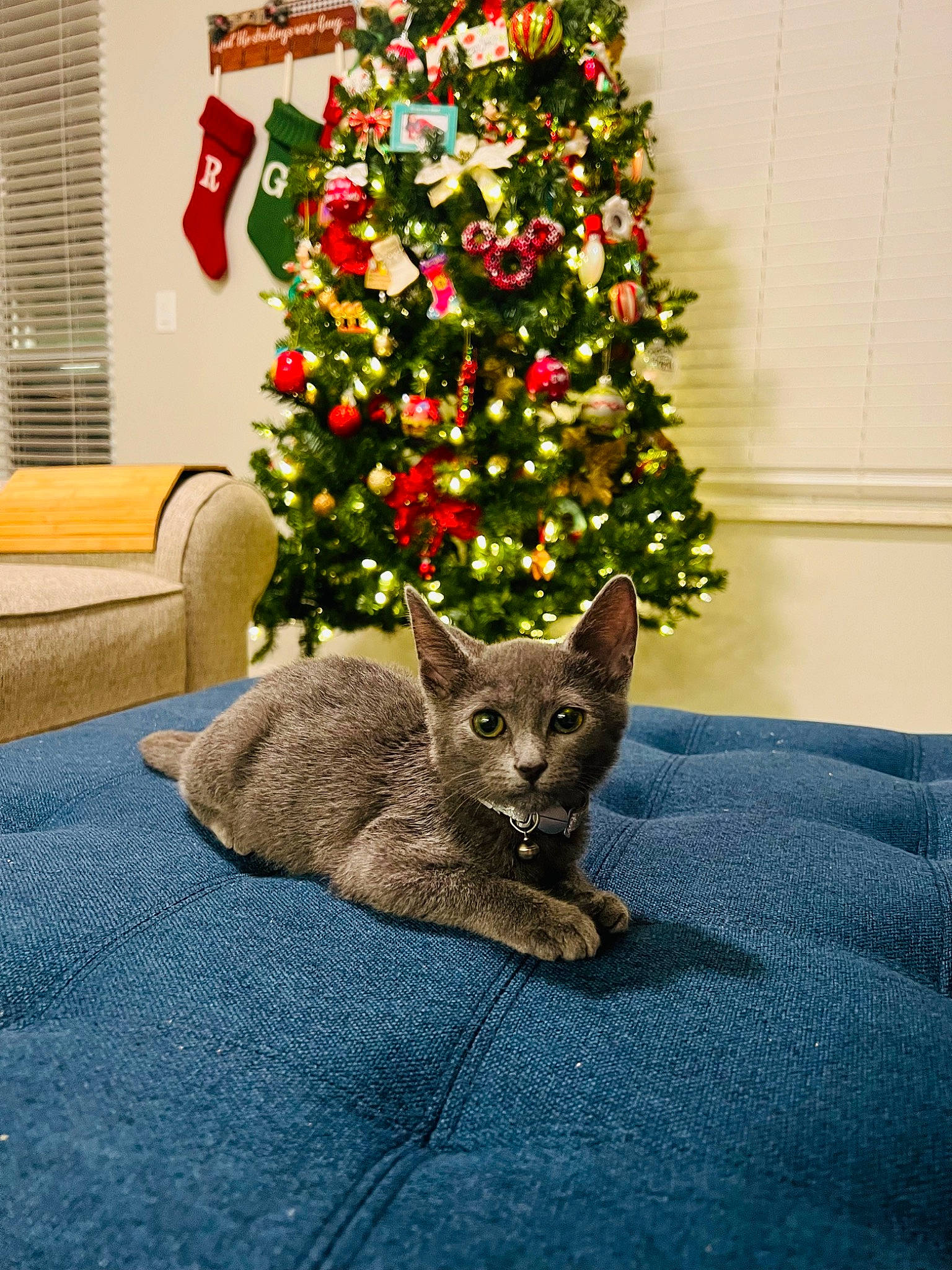 Figgy is registered to the contest to win money with this photo: carnivore, cat, christmas_decoration, christmas_ornament, christmas_tree, comfort, event, evergreen, fawn, felidae, grey, holiday_ornament, ornament, plant, russian_blue, small_to_medium_sized_cats, tail, tree, whiskers, window_blind