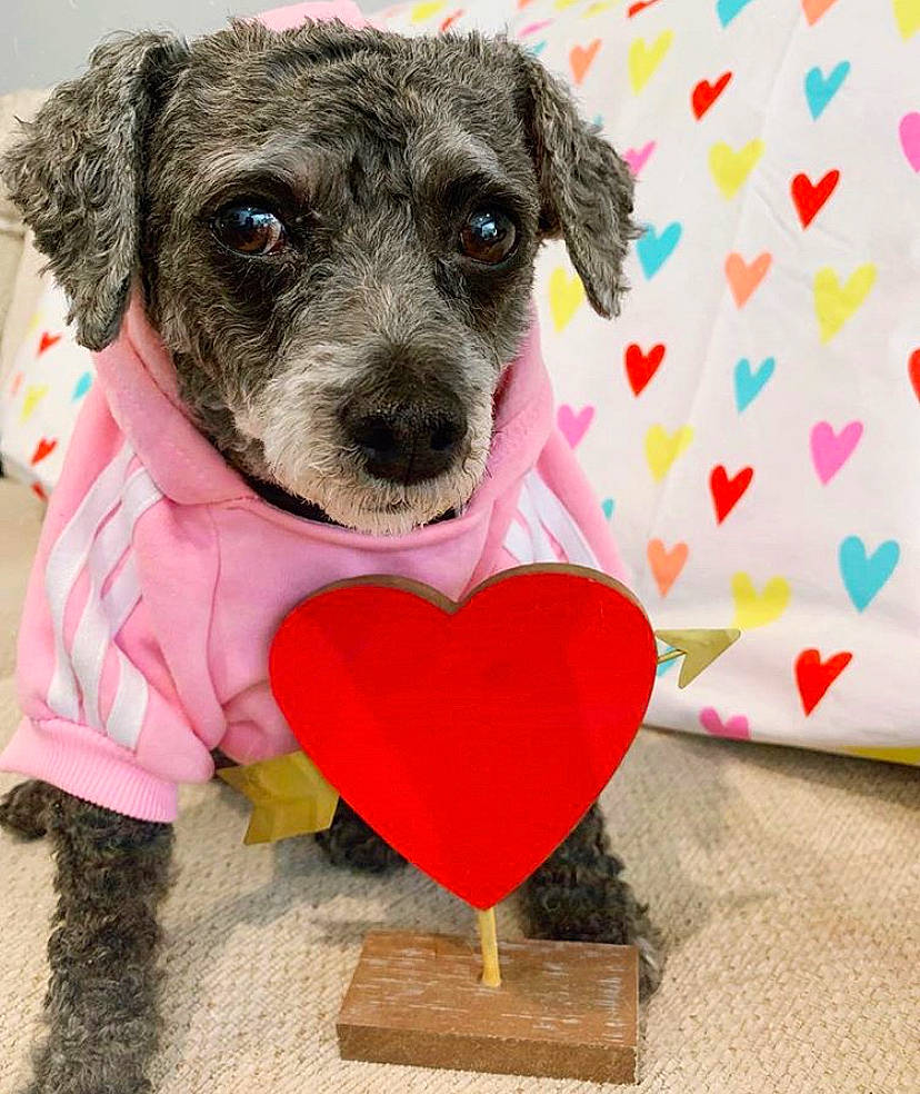 Sharpay is registered to the contest to win money with this photo: canidae, carnivore, companion_dog, dog, dog_breed, heart, non_sporting_group, pink, puppy, puppy_love, rare_breed_dog, schnoodle, sporting_group, toy_dog