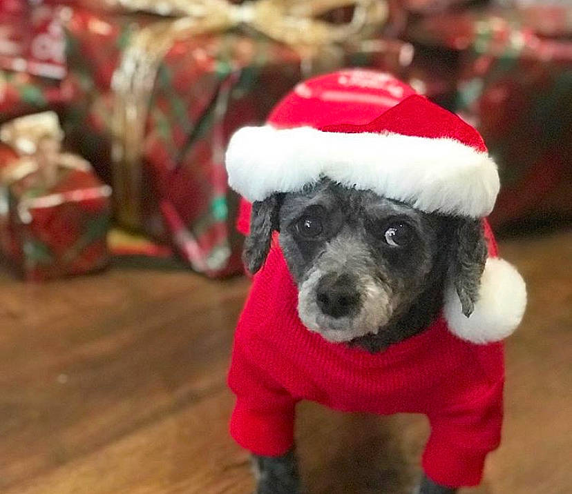 Sharpay joined the competition — help win amazing prizes! canidae, carnivore, christmas, companion_dog, dog, dog_breed, dog_clothes, dog_supply, fictional_character, fur, holiday, mammal, non_sporting_group, poodle, puppy, santa_claus, snout, sporting_group, standard_poodle, toy_poodle
