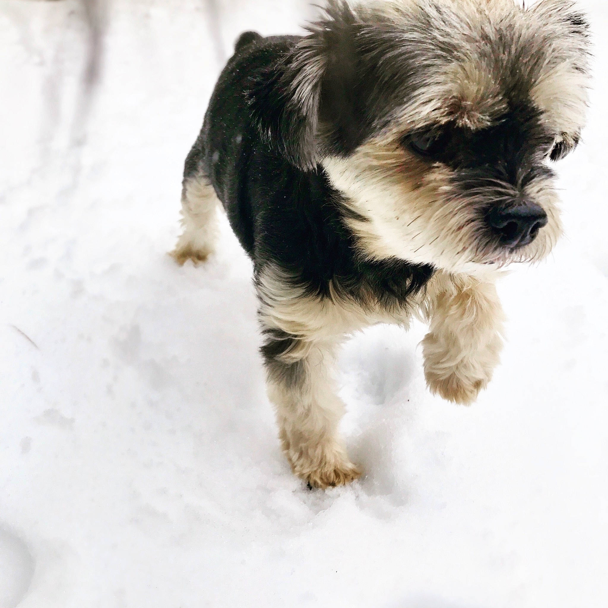 Troy is registered to the contest to win money with this photo: canidae, carnivore, companion_dog, dog, dog_breed, havanese, kyi_leo, mammal, morkie, petit_basset_griffon_vendeen, puppy, puppy_love, rare_breed_dog, schnoodle, shih_tzu, small_terrier, snout, snow, sporting_group, toy_dog