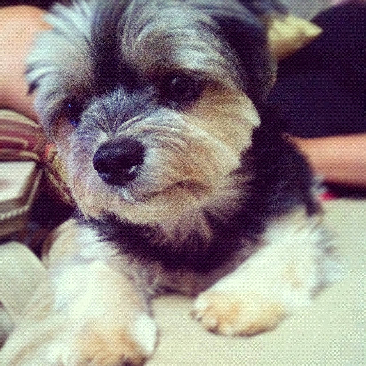 Troy is registered to the contest to win money with this photo: biewer_terrier, canidae, carnivore, companion_dog, dog, dog_breed, maltepoo, maltese, mammal, morkie, puppy, puppy_love, rare_breed_dog, schnoodle, shih_tzu, small_terrier, snout, toy_dog, vertebrate, yorkshire_terrier